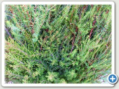
El unico y autentico brezo, el cultivado y 
recolectado en las monta�as del Baix Empord� ( Girona ) N� 1 por su resistencia 
de mas de 15 a�os. 
&nbsp;