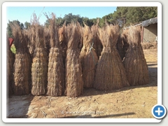 PROCESO DE CARGA DE PARASOLES BRUC GIRONA PARA LA EXPORTACIÓN