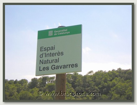Autentico brezo natural recogido en Les Gavarres, Baix Empordá, Girona