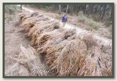 Bruc Empordà - Venta de Brezo Natural Directo de Fábrica